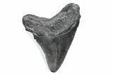 Fossil Megalodon Tooth - South Carolina #370471-1